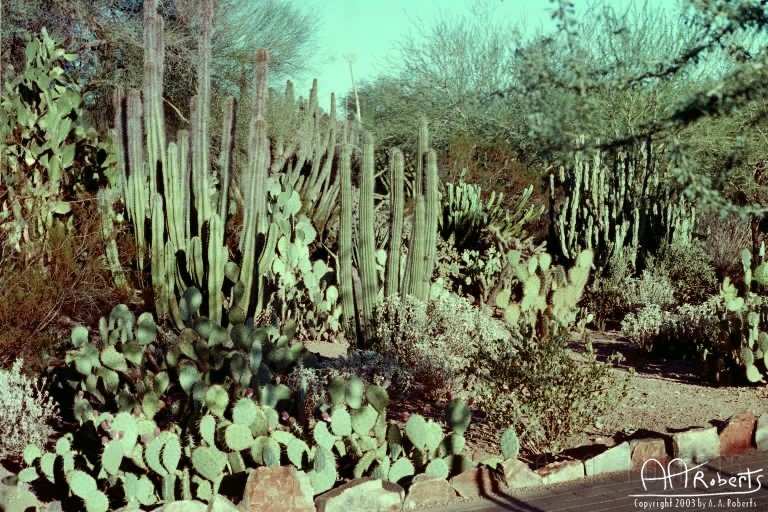 Many Cactus.jpg - A varied selction.